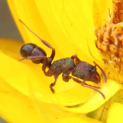 Rhytidoponera aspera (Greenhead ant) at Dryandra St Woodland - 6 Jan 2023 by ConBoekel