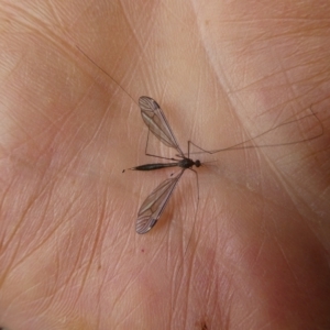 Tipulidae or Limoniidae (family) at Charleys Forest, NSW - suppressed