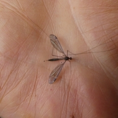 Tipulidae or Limoniidae (family) (Unidentified Crane Fly) at Charleys Forest, NSW - 7 Jan 2023 by arjay
