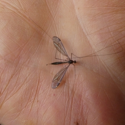 Tipulidae or Limoniidae (family) (Unidentified Crane Fly) at QPRC LGA - 7 Jan 2023 by arjay