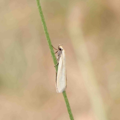Unidentified Curved-horn moth (all Gelechioidea except Oecophoridae) at O'Connor, ACT - 6 Jan 2023 by ConBoekel