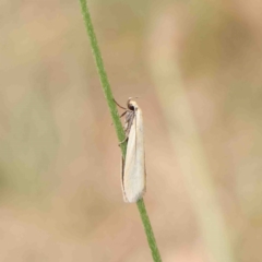 Gelechioidea (superfamily) at O'Connor, ACT - 6 Jan 2023 by ConBoekel