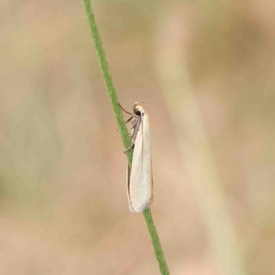 Gelechioidea (superfamily) at Dryandra St Woodland - 6 Jan 2023 by ConBoekel