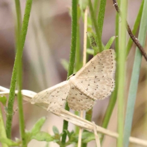 Idaea philocosma at O'Connor, ACT - 6 Jan 2023