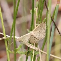 Idaea philocosma at O'Connor, ACT - 6 Jan 2023