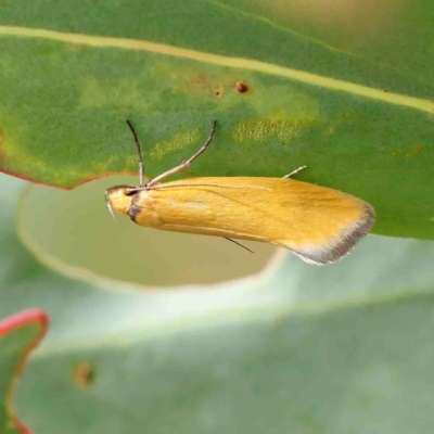 Parergophela melirrhoa (A concealer moth) at Dryandra St Woodland - 6 Jan 2023 by ConBoekel