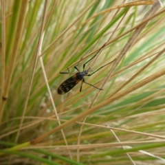 Gynoplistia (Gynoplistia) bella (A crane fly) at Charleys Forest, NSW - 7 Jan 2023 by arjay