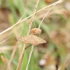 Scopula rubraria (Reddish Wave, Plantain Moth) at O'Connor, ACT - 6 Jan 2023 by ConBoekel