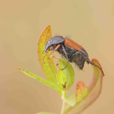 Phyllotocus navicularis (Nectar scarab) at Dryandra St Woodland - 6 Jan 2023 by ConBoekel