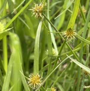 Cyperus sphaeroideus at Murrumbateman, NSW - 7 Jan 2023