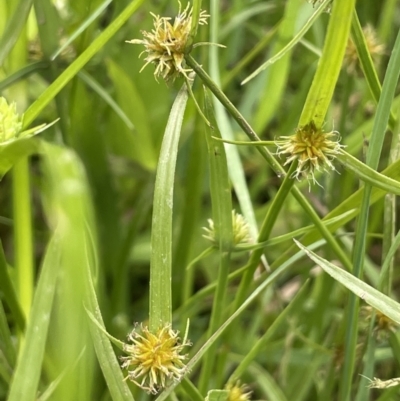 Cyperus sphaeroideus (Scented Sedge) at Murrumbateman, NSW - 7 Jan 2023 by JaneR