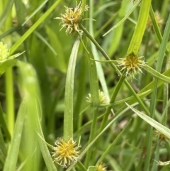 Cyperus sphaeroideus (Scented Sedge) at Murrumbateman, NSW - 7 Jan 2023 by JaneR