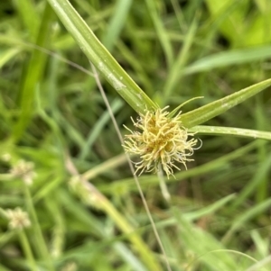 Cyperus sphaeroideus at Murrumbateman, NSW - 7 Jan 2023