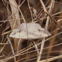 Taxeotis intextata (Looper Moth, Grey Taxeotis) at O'Connor, ACT - 6 Jan 2023 by ConBoekel