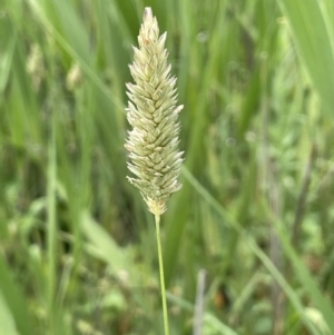 Phalaris aquatica at Murrumbateman, NSW - 7 Jan 2023