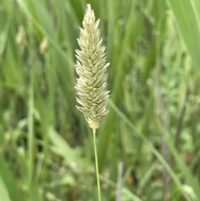 Phalaris aquatica (Phalaris, Australian Canary Grass) at Murrumbateman, NSW - 7 Jan 2023 by JaneR