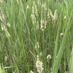 Phalaris aquatica at Murrumbateman, NSW - 7 Jan 2023