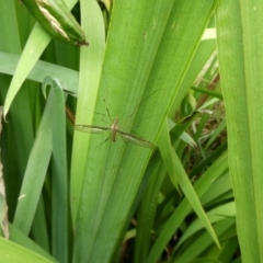 Leptotarsus (Macromastix) costalis (Common Brown Crane Fly) at Charleys Forest, NSW - 7 Jan 2023 by arjay