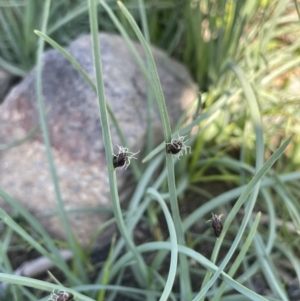 Schoenoplectus pungens at Gundaroo, NSW - 7 Jan 2023