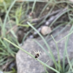 Schoenoplectus pungens at Gundaroo, NSW - 7 Jan 2023