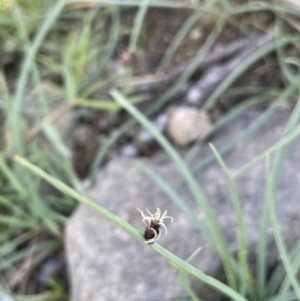 Schoenoplectus pungens at Gundaroo, NSW - 7 Jan 2023