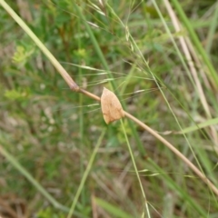 Tortricopsis uncinella (Wingia group) at Charleys Forest, NSW - 7 Jan 2023 by arjay