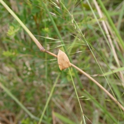 Tortricopsis uncinella (A concealer moth) at QPRC LGA - 7 Jan 2023 by arjay