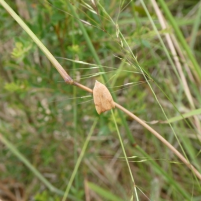 Tortricopsis uncinella (Wingia group) at Charleys Forest, NSW - 7 Jan 2023 by arjay