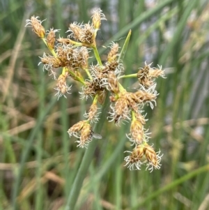 Schoenoplectus tabernaemontani at Yass River, NSW - 7 Jan 2023