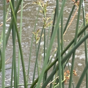 Schoenoplectus tabernaemontani at Yass River, NSW - 7 Jan 2023