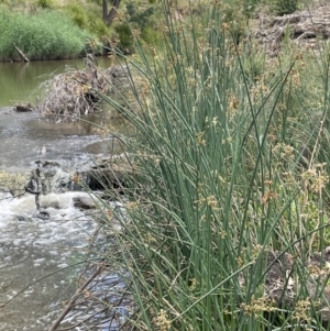 Schoenoplectus tabernaemontani at Yass River, NSW - 7 Jan 2023