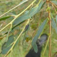 Cicadellidae (family) (Unidentified leafhopper) at Charleys Forest, NSW - 7 Jan 2023 by arjay