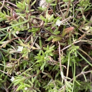 Crassula helmsii at Yass River, NSW - 7 Jan 2023 02:54 PM