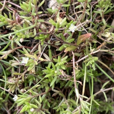 Crassula helmsii (Swamp Stonecrop) at Yass River, NSW - 7 Jan 2023 by JaneR