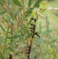 Pergidae sp. (family) (Unidentified Sawfly) at QPRC LGA - 7 Jan 2023 by arjay