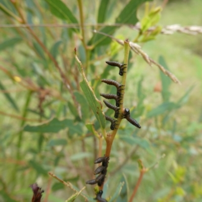 Pergidae sp. (family) (Unidentified Sawfly) at QPRC LGA - 7 Jan 2023 by arjay