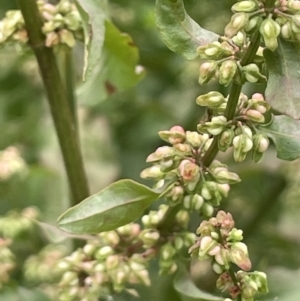 Rumex conglomeratus at Murrumbateman, NSW - 7 Jan 2023 12:46 PM