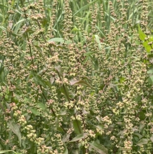 Rumex conglomeratus at Murrumbateman, NSW - 7 Jan 2023 12:46 PM