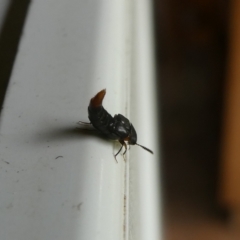 Staphylinidae (family) (Rove beetle) at Charleys Forest, NSW - 7 Jan 2023 by arjay