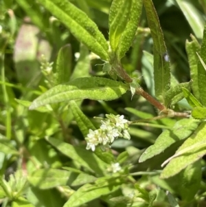 Persicaria prostrata at Murrumbateman, NSW - 7 Jan 2023 12:06 PM