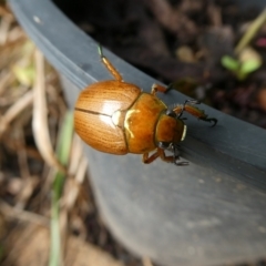 Anoplognathus sp. (genus) (Unidentified Christmas beetle) at Mongarlowe River - 6 Jan 2023 by arjay