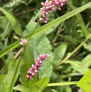 Persicaria decipiens at Murrumbateman, NSW - 7 Jan 2023 12:01 PM