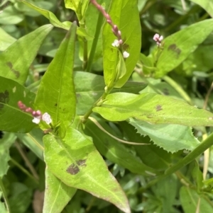 Persicaria decipiens at Murrumbateman, NSW - 7 Jan 2023 12:01 PM