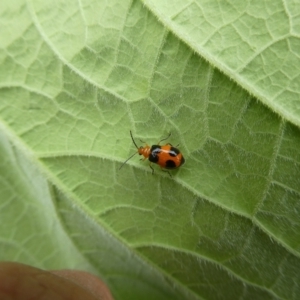 Aulacophora hilaris at Mongarlowe, NSW - suppressed