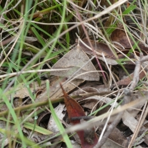 Epidesmia hypenaria at Charleys Forest, NSW - 4 Jan 2023