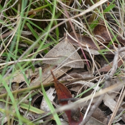 Epidesmia hypenaria (Long-nosed Epidesmia) at Charleys Forest, NSW - 4 Jan 2023 by arjay