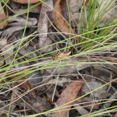 Pergidae sp. (family) (Unidentified Sawfly) at Mongarlowe River - 4 Jan 2023 by arjay