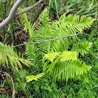 Blechnum cartilagineum (Gristle Fern) at Wingecarribee Local Government Area - 7 Jan 2023 by trevorpreston