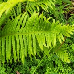 Blechnum cartilagineum at Mittagong, NSW - 7 Jan 2023