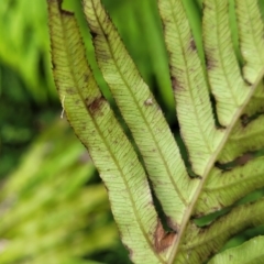 Blechnum cartilagineum at Mittagong, NSW - 7 Jan 2023